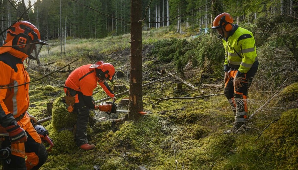 Målet med prosjektet er å gi ungdom arbeidserfaring, kompetanse i ungskogpleie og innsikt i skogbruk som karriereveg.