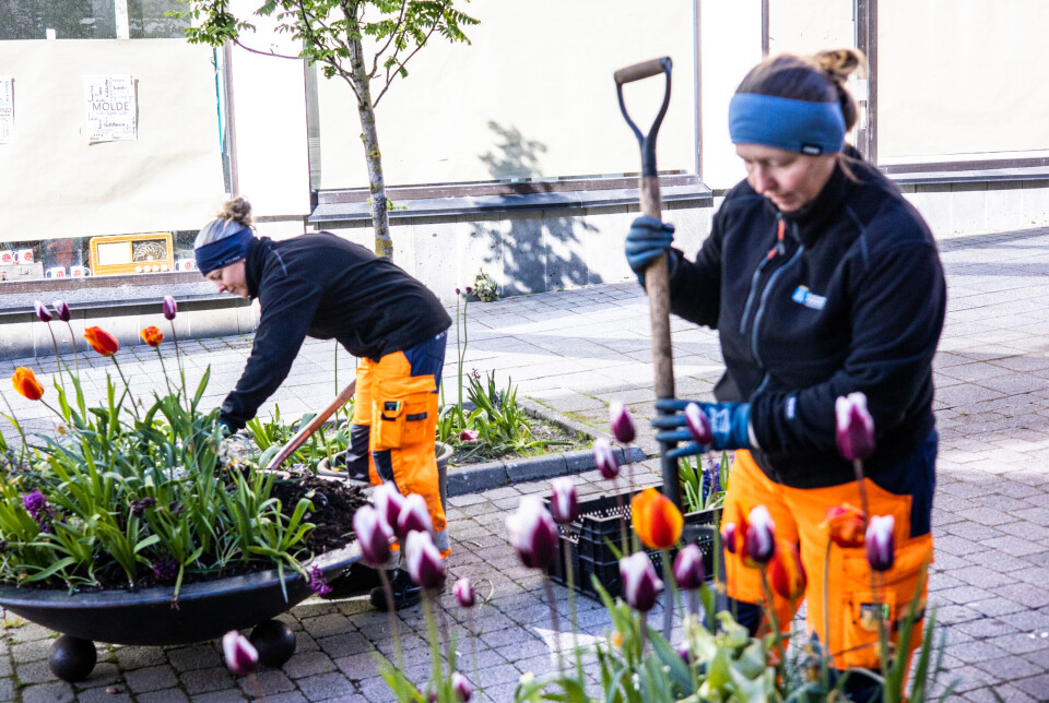 Fra venstre: Solveig Skram konstituert driftsleder og medarbeider Monika Lazorczyk fra Parkvesenet i Kristiansund – to av byens virkelige hverdagshelter.