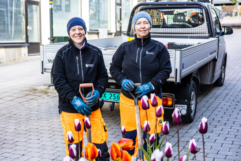 Fra venstre: Solveig Skram konstituert driftsleder og medarbeider Monika Lazorczyk fra Parkvesenet i Kristiansund – to av byens virkelige hverdagshelter.