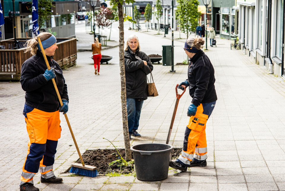 Tulipaner og svibler skal byttes ut med vakre sommerblomster