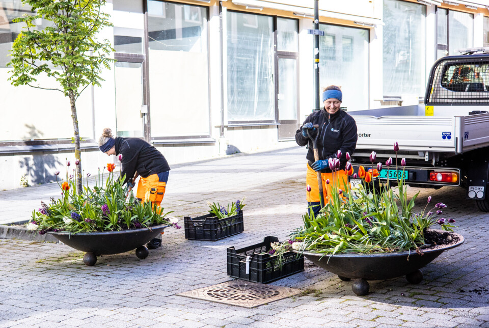 Fra venstre: Solveig Skram konstituert driftsleder og medarbeider Monika Lazorczyk fra Parkvesenet i Kristiansund – to av byens virkelige hverdagshelter.
