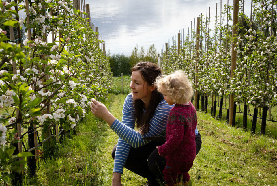 På garden Strupstad på Vågbø i Tingvoll dyrker Silje Osnes epler og driver Tingvoll Sider som hun startet i 2020. Her sammen med datteren Sigrid. FOTO: Eline Karlsdatter Flatseth/Visit Nordvest