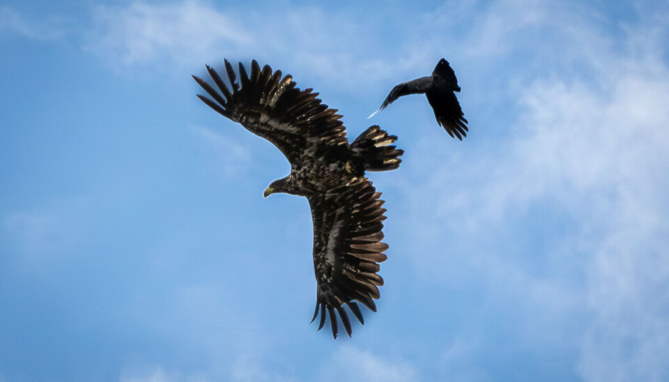Size isn't everything! Mens Nordmørsposten var på besøk fikk vi øye på en ørn som ble jaget (!) av en annen fugl ved enden av flystripen.