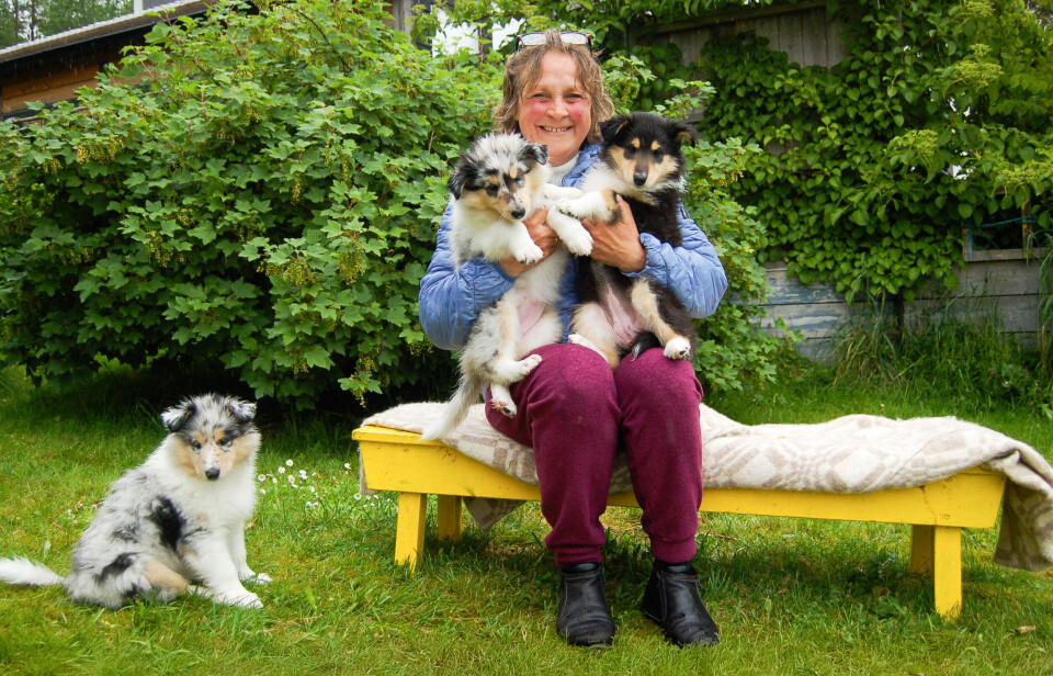 Anne Halsbog med tre av «Lassie»-valpene.