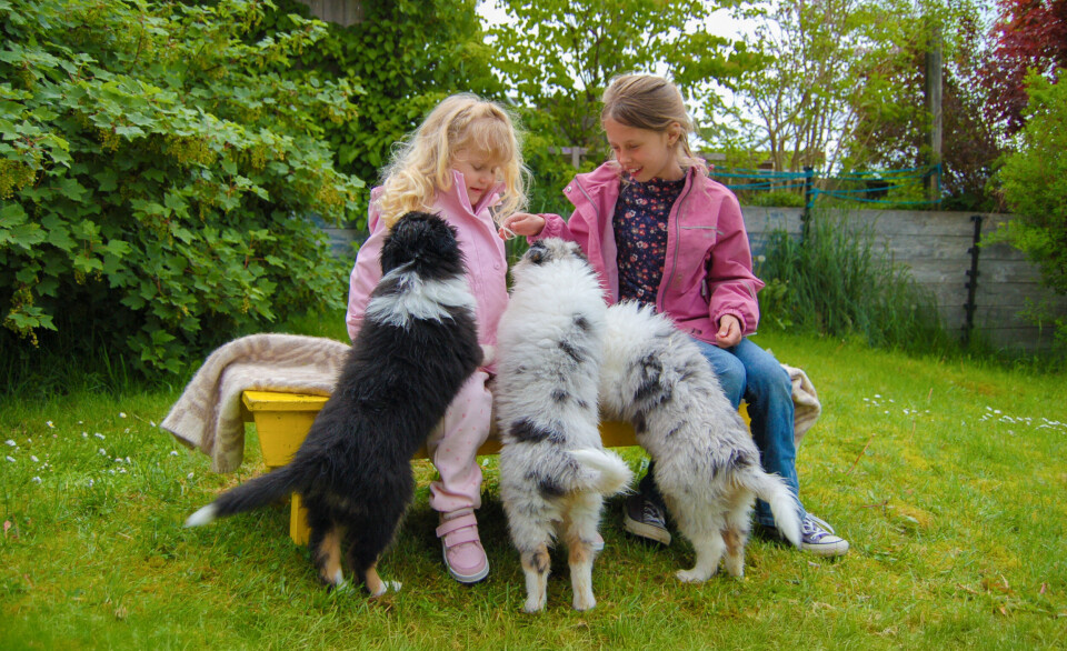 Lilly (3) og Kaja (8) får og gir valpekos.