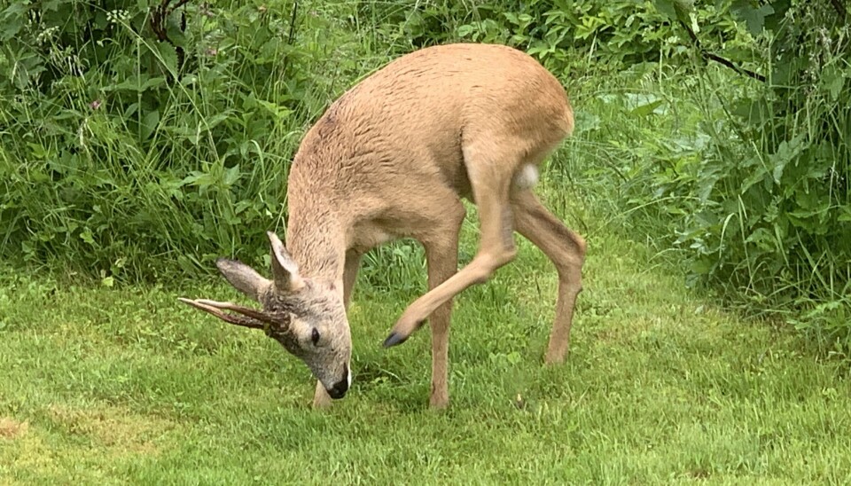 Rådyr fotografert på Averøy.