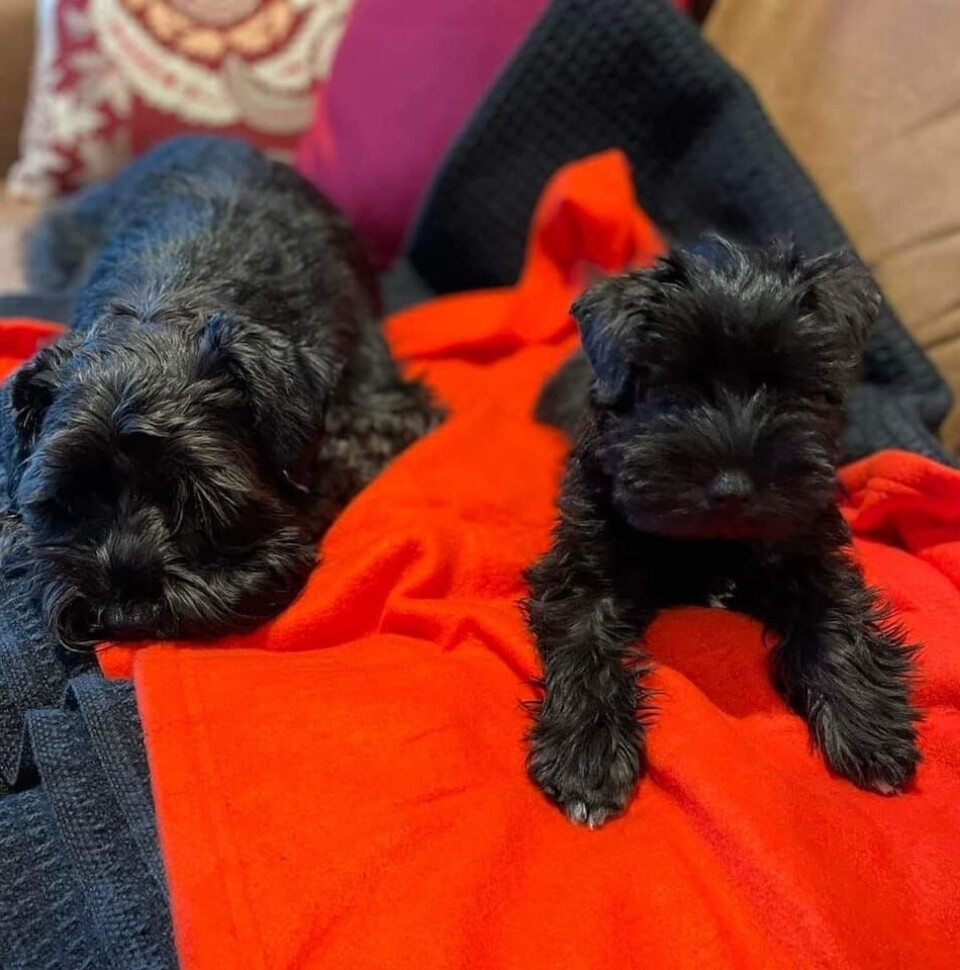 Hundene til familien Aandahl. Foto: Privat.