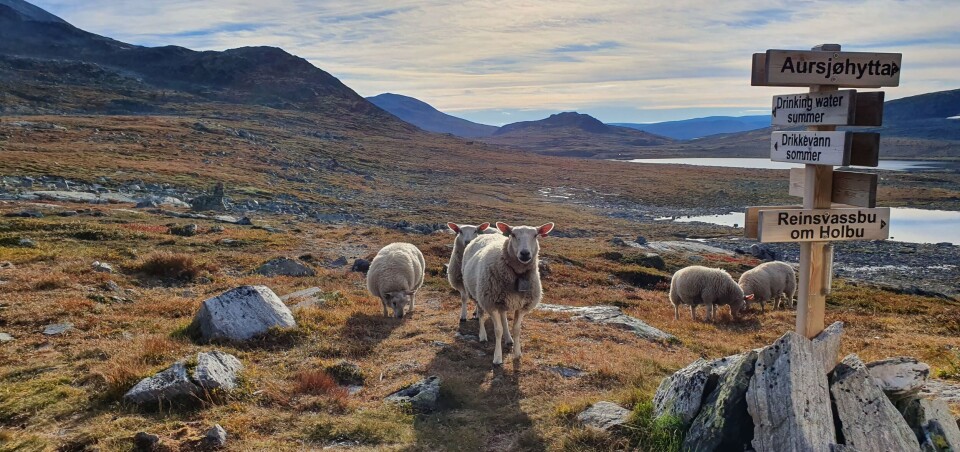 Sau i fjellet ved Raudbergshytta.