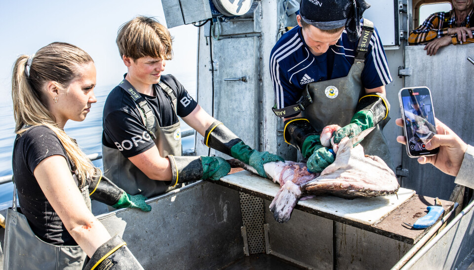 Lilly Hargaut-Ohrvik (15), Marius Thingvold (14) og Nikolai Sakshaug-Furseth (16) bløgger breiflabb om bord i Havterna, mens Odd Nielsen (18) dokumenterer arbeidet for Nordmøre Fiskebåt AS.