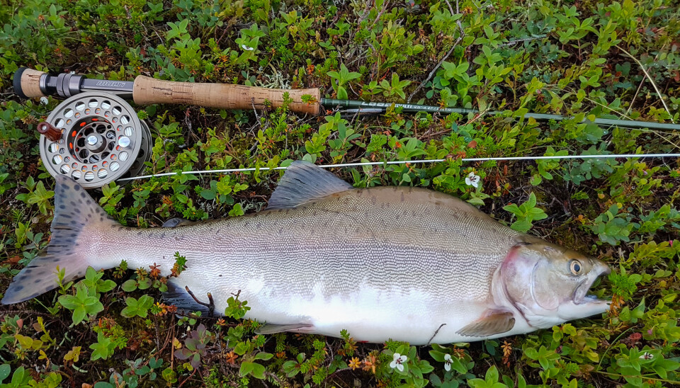 Hvis du får pukkellaks på kroken, skal du ikke kaste den tilbake til vannet.
Foto: Jarl Koksvik / Miljødirektoratet