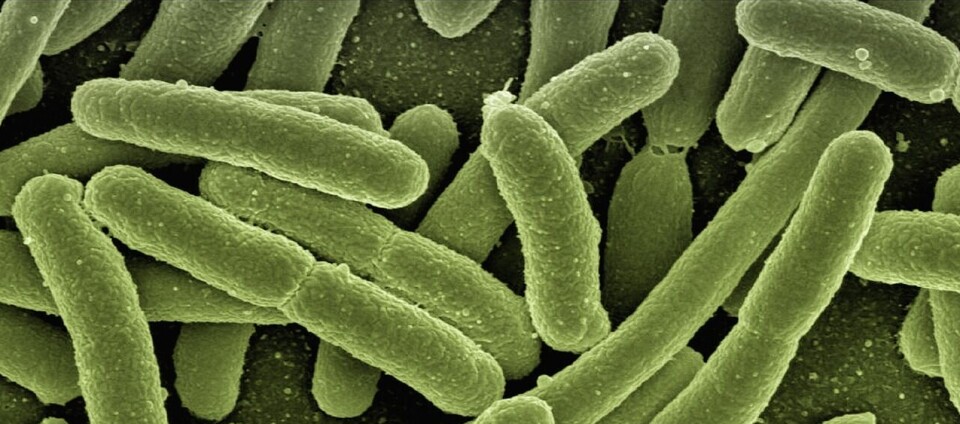 E. COLI: E. coli ble påvist i råvannet, men ikke i det ferdig behandlede drikkevannet.