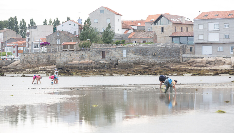 Fire skjellplukkere i arbeid foran San Tomé, den eldste delen av gamlebyen i Cambados.