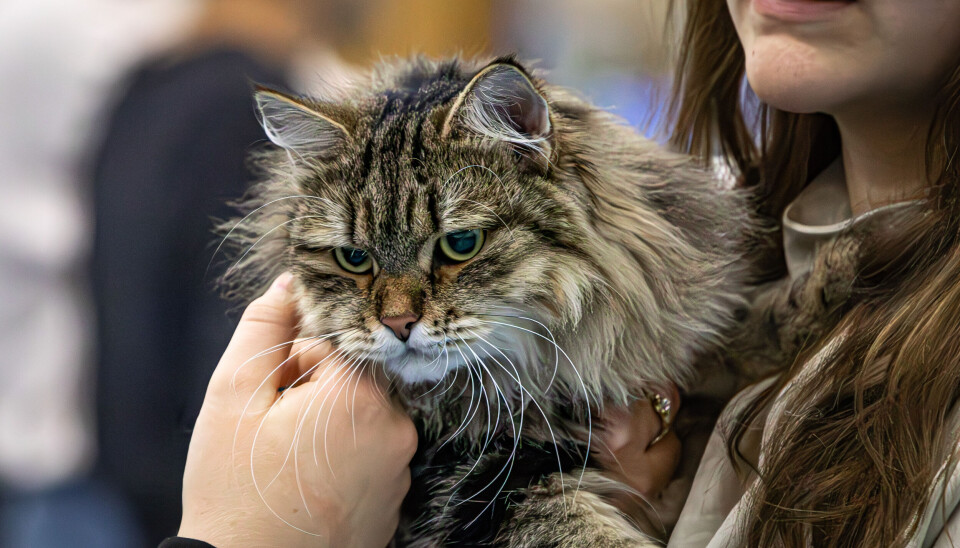 Mange flotte katter ble vist fram.