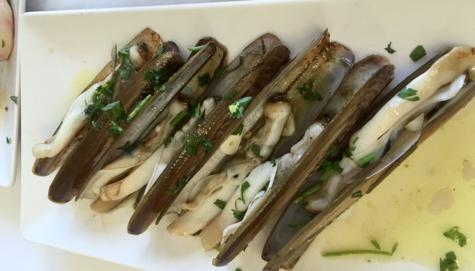 Navallas á prancha – ferske knivskjell stekt på grillplate, servert med sitron på en restaurant i Santiago de Compostela.
