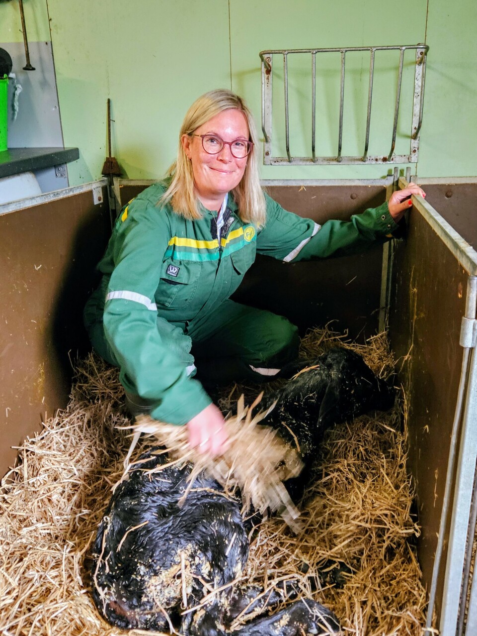 Line Karlsvik mater den nyfødte kalven. Foto: Marit Aklestad, Møre og Romsdal SV.