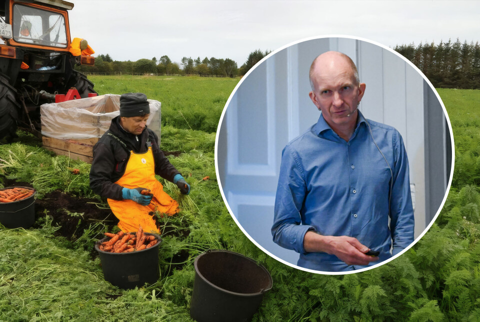 Myrjorda på Smøla er særdeles godt egnet for dyrking av grønnsaker med høy kvalitet. Odd Harald Solheim (Innfelt i sirkel) fra Smøla Produksjonslag snakker ut om utfordringene med Smølagullrot