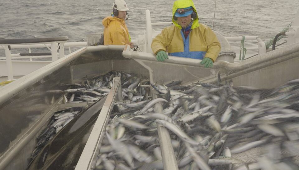 Fiskebåt foreslår en høyere makrellkvote.